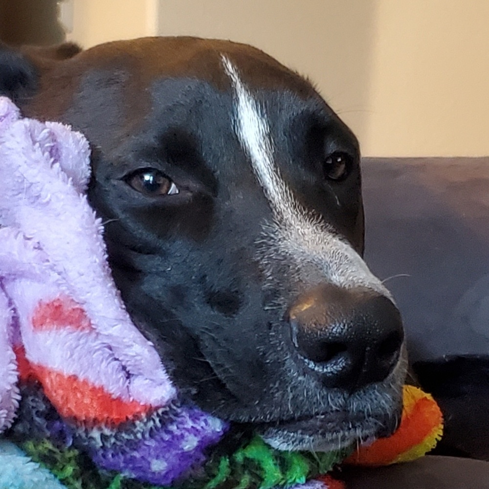 Meet your Posher, Carrie